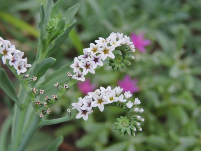 Гелиотроп соляной (Heliotropium curassavicum) Гелиотроп соляной (Heliotropium curassavicum)