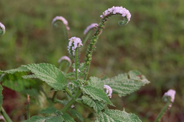 Гелиотроп индийский (Heliotropium indicum) Гелиотроп индийский (Heliotropium indicum)