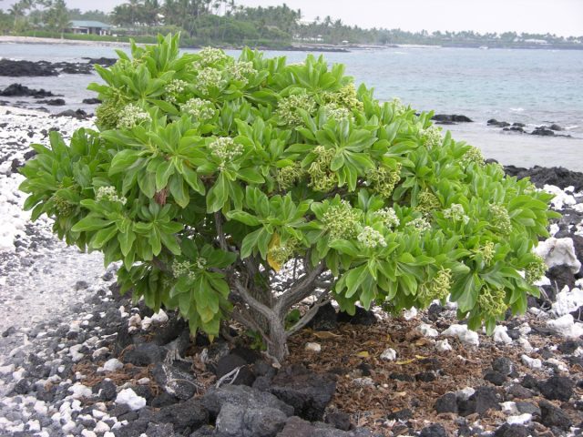 Гелиотроп древовидный (Heliotropium foertherianum) Гелиотроп древовидный (Heliotropium foertherianum)