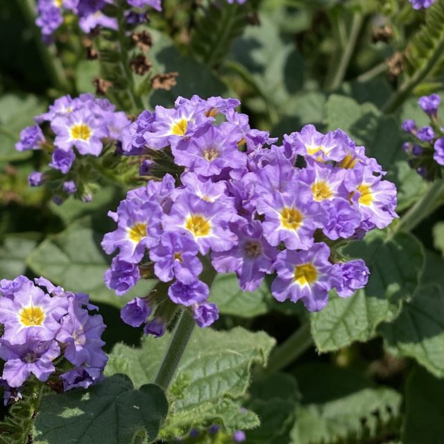 Гелиотроп «Лавандовый Августа™» (Heliotrope hybrid 'AUGUSTA ™ Lavender') Гелиотроп «Лавандовый Августа™» (Heliotrope hybrid 'AUGUSTA ™ Lavender')