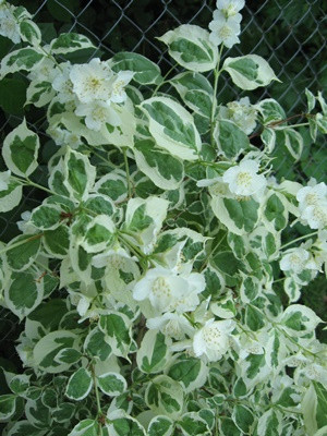 variegata-zhasm-s