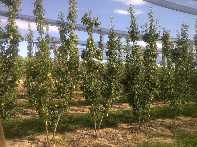 Наиболее колоновидная пока, пожалуй, груша сорта "Пирини Майвей" ('Pirini Myway')