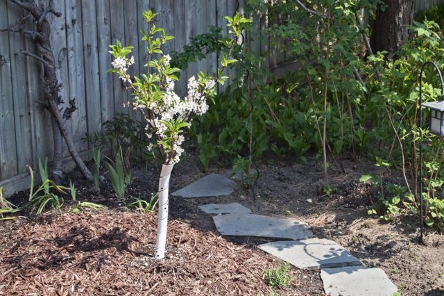 Регулярной обрезкой из некоторых пирамидальных карликов можно-таки сформировать почти настоящую колонну