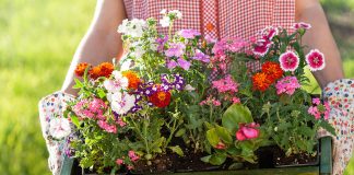 Выращиваем рассаду однолетников — какие цветы выбрать и как их правильно посадить