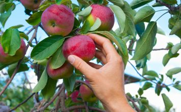 Непревзойденные сорта яблок для средней полосы Яблони на века: лучшие сорта для средней полосы в моем саду