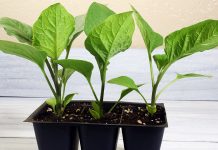 Залог урожайности баклажанов: простые советы по выращиванию рассады