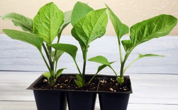 Залог урожайности баклажанов: простые советы по выращиванию рассады Залог урожайности баклажанов: простые советы по выращиванию рассады