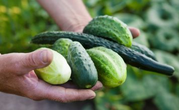 Здоровый урожай: 5 гибридов огурцов, устойчивых к мучнистой росе Здоровый урожай: 5 гибридов огурцов, устойчивых к мучнистой росе