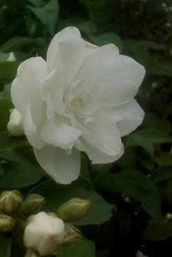 zhasmin-virdzh-czvet-s