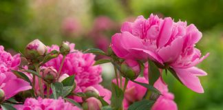 Знакомимся с цветком 2024 года — все о розовом молочноцветковом пионе