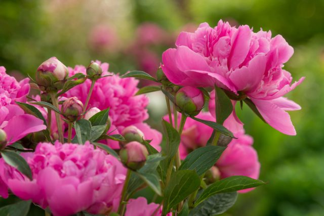 Знакомимся с цветком 2024 года — всё о розовом молочноцветковом пионе