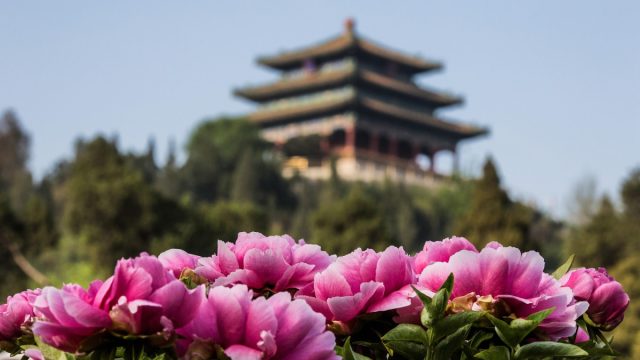 До определенного времени выращивать пионы в Китае разрешалось только в императорских садах