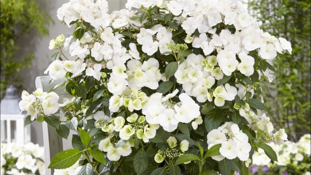 Гортензия крупнолистная «Ранэвей Брайд» (Hydrangea macrophylla ‘Runaway Bride’)
