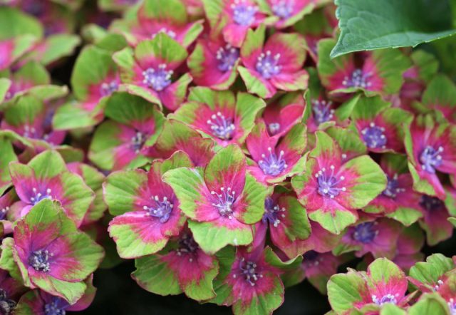 Гортензия крупнолистная «Шлосс Вакербарт» (‘Schloss Wackerbarth’)