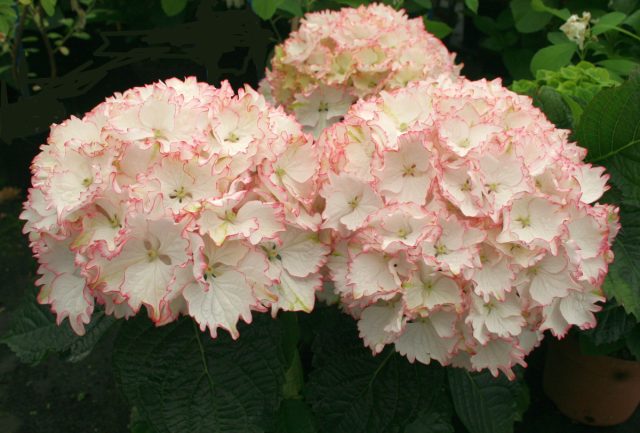Гортензия крупнолистная «Мэджик Клеопатра» (Hydrangea macrophylla ‘Magic Cleopatra’)