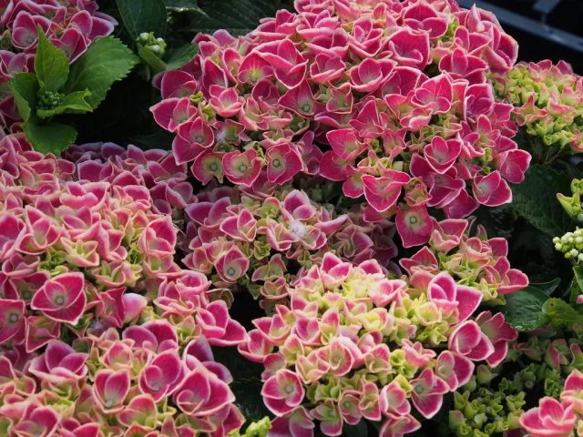 Гортензия крупнолистная «Камилла» (Hydrangea macrophylla ’Camilla’)
