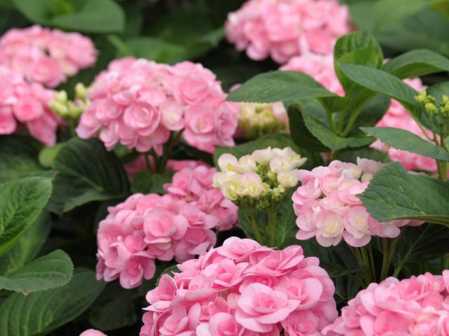 Гортензия крупнолистная «Папиллон» (‘Papillon’)