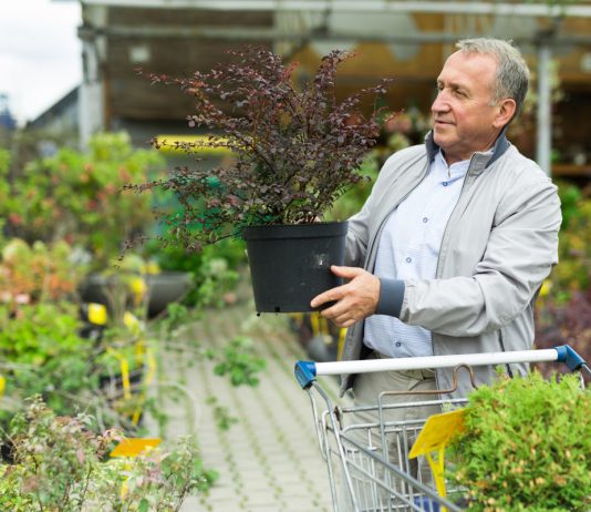 Чем и кому угрожает рассада и саженцы из магазина — протоколы безопасности садовода