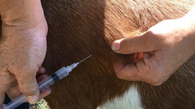 При первых симптомах предродового пареза козам вводят внутривенные инъекции глюкозы и кальция глюконата, внутримышечно вводят тривитамин, иногда подкожно вводят 20% раствор кофеина При первых симптомах предродового пареза козам вводят внутривенные инъекции глюкозы и кальция глюконата, внутримышечно вводят тривитамин, иногда подкожно вводят 20% раствор кофеина