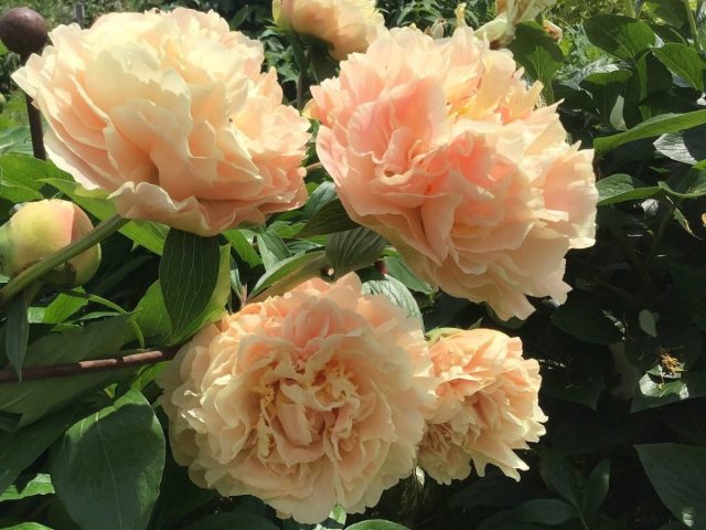 Пион гибридный «Эльза фон Брабант» ('Elsa von Brabant')