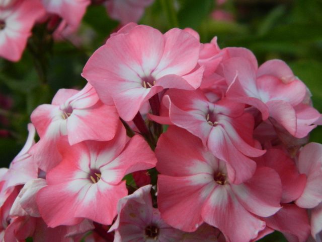 Флокс метельчатый «Находка»