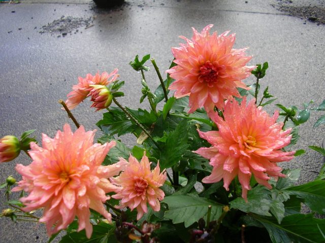 Георгина культурная «Саммер Сансет» ('Summer Sunset')