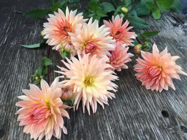 Георгина культурная «Преференс» ('Preference')