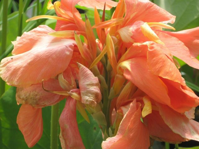 Канна гибридная «Пич Блаш» ('Peach Blush')