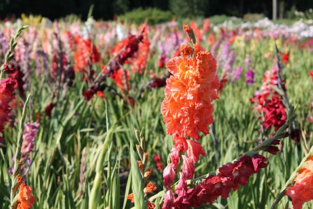 Гладиолус гибридный «Барбизон» ('Barbizon')