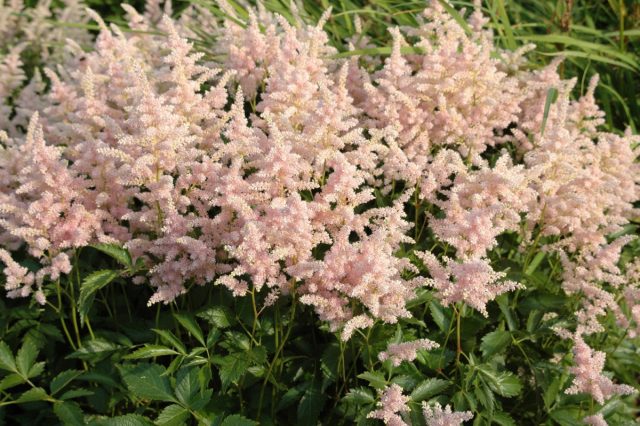 Астильба японская «Пич Блоссом» ('Peach Blossom')