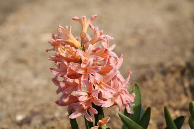 Гиацинт «Джипси Квин» ('Gipsy Queen')