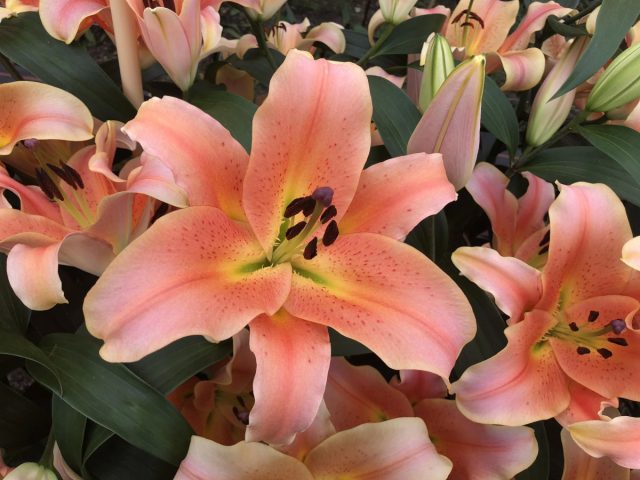 Лилия ОТ-гибрид «Зельмира»