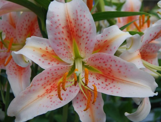 Лилия восточная «Салмон Стар» ('Salmon Star')