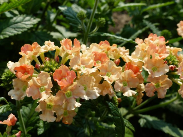 Вербена гибридная «Пичес энд Крим» ('Peaches and Cream')