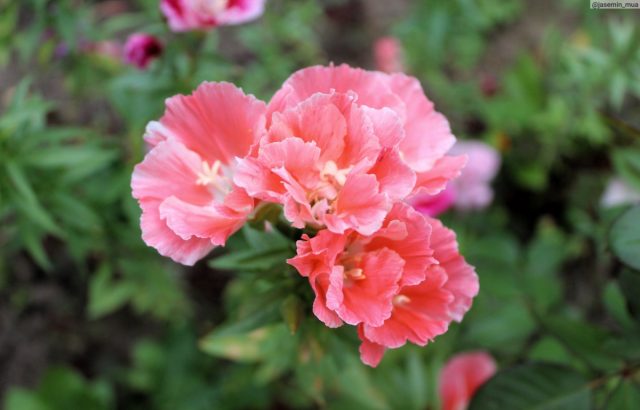 Годеция прелестная «Слава Кальведона»