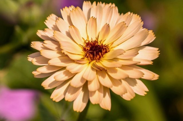 Календула лекарственная «Пинк Сюрпрайз» ('Pink Surprise')