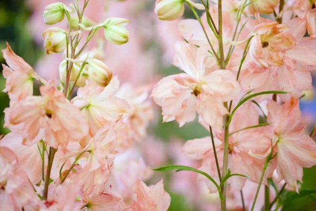 Дельфиниум гибридный «Принцесс Кэролайн» ('Princess Caroline')