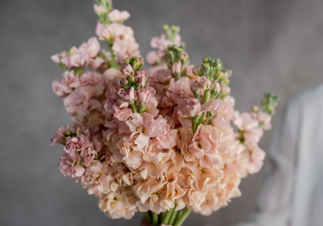 Левкой седой «Катц Априкот» ('Katz Apricot')