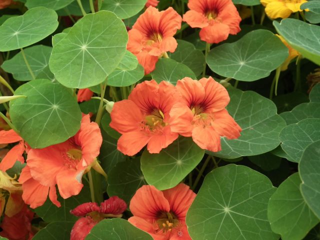 Настурция большая «Малышка лососевая»  ('Salmon Baby')