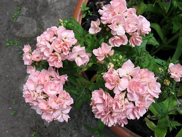 Флокс Друммонда «Промис персиковый»