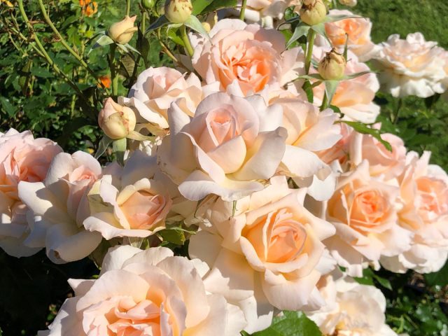 Роза чайно-гибридная «Чандос Бьюти» ('Chandos Beauty')