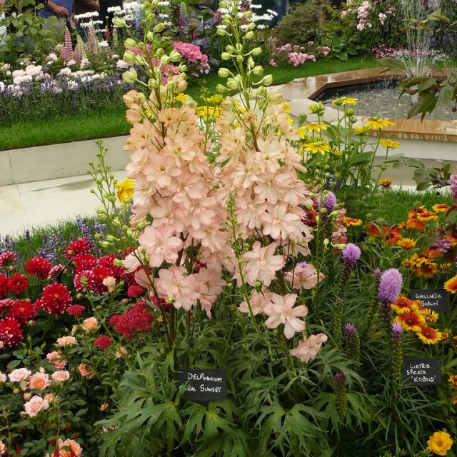 Дельфиниум гибридный «Корал Сансет» ('Coral Sunset')