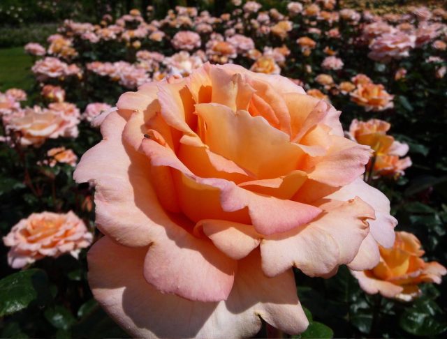 Роза чайно-гибридная «Кинг'с Мак» ('King’s Macc')