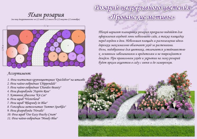 Как такое сочетание выглядит, можно посмотреть на примере розария непрерывного цветения в персиково-лавандовых тонах