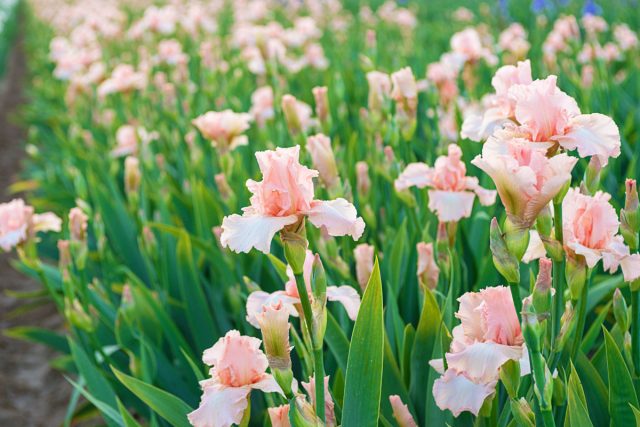 Ирис бородатый «Беверли Силс» ('Beverly Sills')