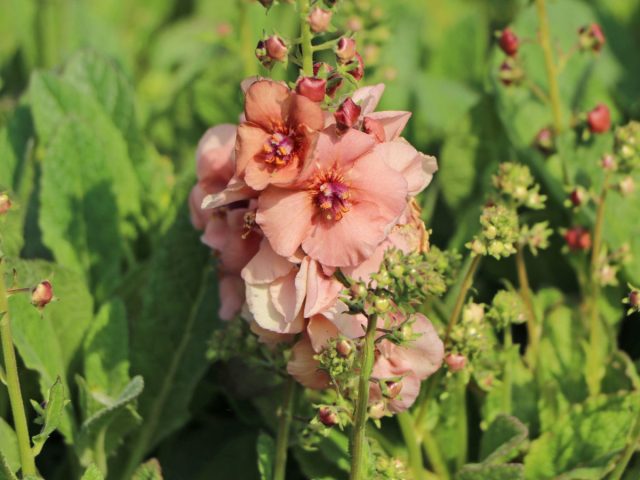 Коровяк гибридный «Джэки» ('Jackie')