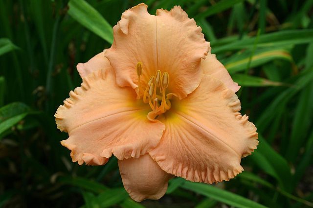 Лилейник гибридный «Элизабет Солтер» ('Elizabeth Salter')