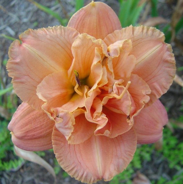 Лилейник гибридный «Бобо Анне» ('Bobo Anne')