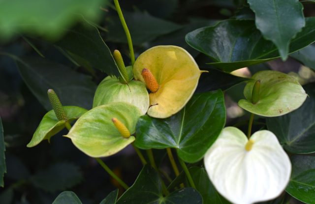 Антуриум Андре “Ванилла” (Anthurium andraeanum ‘Vanilla’)
