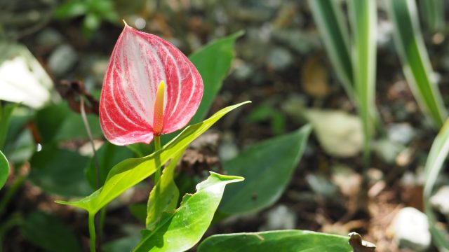 Антуриум Андре “Ливиум” (Anthurium andraeanum ‘Livium’)